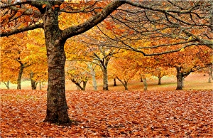 Autumn colours in a chestnut orchard, Central Victoria Autumn colours in a chestnut orchard, Central Victoria