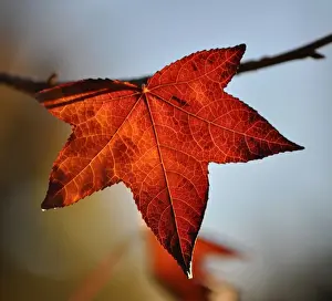Images Dated 7th May 2014: Autumn Leaf Print from Australian Views
