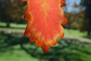 Australian Autumn Leaves Prints: Autumn leaf