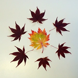 Autumn leaves arranged into symmetrical pattern Autumn leaves arranged into symmetrical pattern