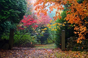 Autumn leaves & trees over gated driveway Autumn leaves & trees over gated driveway
