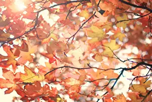Australian Autumn Leaves Prints: Autumn warmth