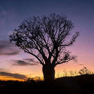 Images Dated 23rd June 2015: A beautiful Boab tree silhouetted at sunset in outback Western Australia