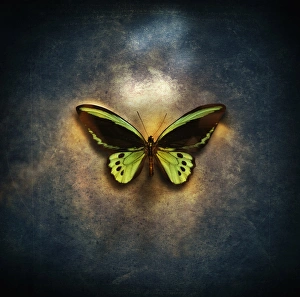 beauty, freedom, entomology, simplicity, fragility beauty, freedom, entomology, simplicity, fragility