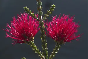 Blossoming Melaleuca coccinea), West Australia Blossoming Melaleuca coccinea), West Australia