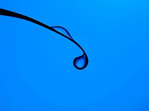 Prints of Blue water drops on plant against blue background Images Dated 2014 October: Blue Water Drop Print on Blue Background