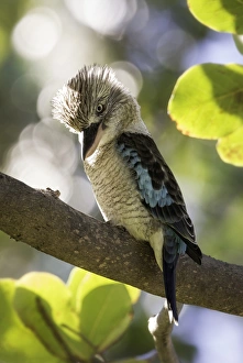Blue-winged kookaburra