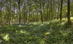 Bluebells in bloom in the Peak district, England Bluebells in bloom in the Peak district, England