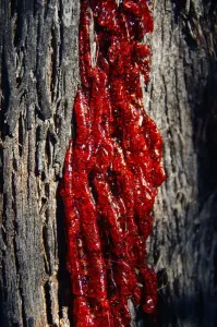 Tree Prints: Blood Red Gum Resin Print on Eucalyptus Bark