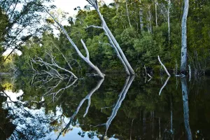 Tree Prints: Australian River Reflection Print