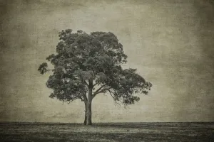 Black And White Tree Images Prints: A tree in a paddock
