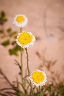 Three bright yellow and white desert daisies Three bright yellow and white desert daisies
