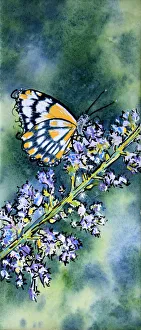 Butterfly Resting on a Nepeta Flower Mixed Media Painting Butterfly Resting on a Nepeta Flower Mixed Media Painting