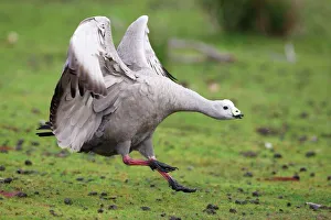 Cape Barren Goose, Cereopsis novaehollandiae, Kangaroo Island, Australia