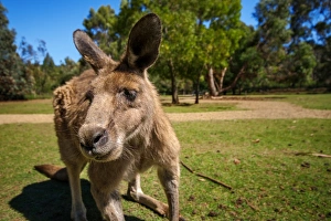 A Close Up Portrait of a Tasmanian Forester (Eastern Grey) Kangaroo, Tasmania, Australia A Close Up Portrait of a Tasmanian Forester (Eastern Grey) Kangaroo, Tasmania, Australia