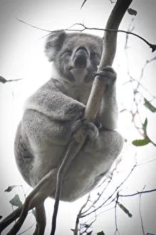 Close up shot of wild Koala looking at camera on tree branch Close up shot of wild Koala looking at camera on tree branch