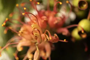 Close Up of a single orange and Yellow Grevillea flower Close Up of a single orange and Yellow Grevillea flower