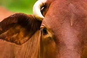 Photographers/marianne purdie photography/close up cows head Photographers/marianne purdie photography/close up cows head