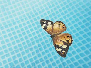 Common brown butterfly floating on the surface of a swimming pool Common brown butterfly floating on the surface of a swimming pool