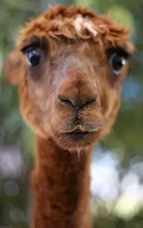 New South Wales Wildlife Prints: Curly Top