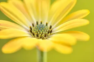 Australian Views Print of Daisy Daisy