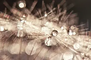Dandelion Print with Waterdrops, Australian Landscape Art