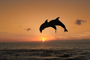 Delfin (Grosser Tuemmler) Delfin (Grosser Tuemmler)