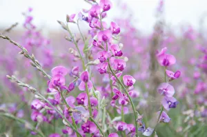 Delicate purple desert pea flowers, Australia Delicate purple desert pea flowers, Australia