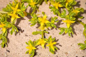 Desert wildflower detail, outback South Australia Desert wildflower detail, outback South Australia
