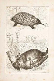 Historical australia/duck billed platypus short beaked echidna Historical australia/duck billed platypus short beaked echidna