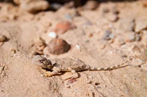 Earless Dragon (Tympanocryptis intima), Australia Earless Dragon (Tympanocryptis intima), Australia