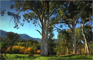 Early morning in autumn in the Kiewa Valley Central Victoria Early morning in autumn in the Kiewa Valley Central Victoria