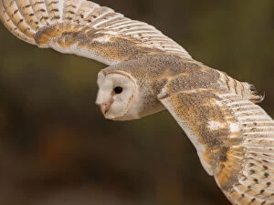 Images Dated 22nd June 2016: Eastern Barn Owl (Tyto javanica)
