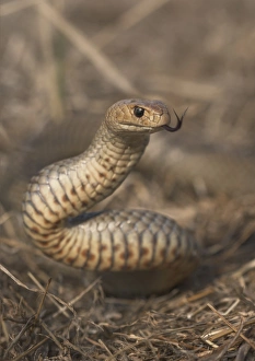 Eastern Brown Snake (Pseudonaja textilis)
