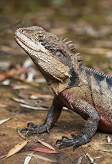 Eastern Water Dragon (Physignathus lesueurii) Eastern Water Dragon (Physignathus lesueurii)