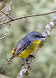 Eastern Yellow Robin Eastern Yellow Robin