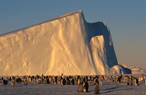 Emperor Penguins (Aptenodytes forsteri) near iceberg Emperor Penguins (Aptenodytes forsteri) near iceberg
