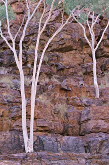 Eucalyptus, Trephina Gorge, East Macdonnell Range, Northern Territory, Australia Eucalyptus, Trephina Gorge, East Macdonnell Range, Northern Territory, Australia