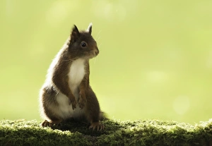 Eurasian red squirrel (Sciurus vulgaris) Eurasian red squirrel (Sciurus vulgaris)