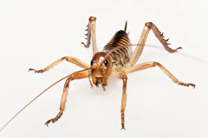 Female Weta (Hemideina crassidens) Female Weta (Hemideina crassidens)