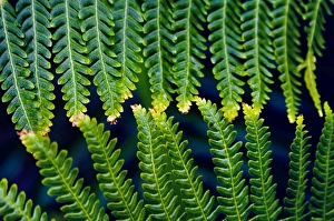 Fern Leaves Touching One Another Fern Leaves Touching One Another