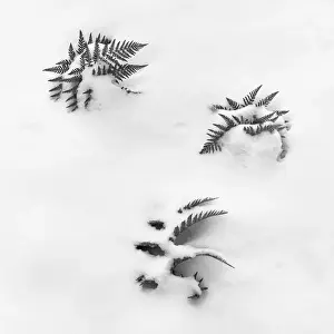 Prints of In early 2003 bush fires swept through Canberra Australia. This is a photo of the new growth after a snow fall Images Dated 2014 July: Ferns and Snow Print - Early Regrowth