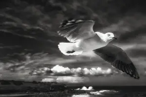 Australian Seascapes Prints: In Flight