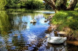 The Geese at Meander River at Deloraine, Tasmania, Australia The Geese at Meander River at Deloraine, Tasmania, Australia