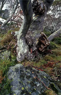 Ghost gum, Snowy mountains of New South Wales, Australia Ghost gum, Snowy mountains of New South Wales, Australia