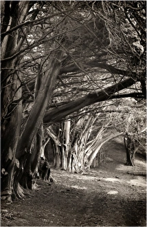 Ghostly macrocarpa pinetrees line an old roadway on king Island, Bass Strait, Tasmania Ghostly macrocarpa pinetrees line an old roadway on king Island, Bass Strait, Tasmania