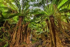 Great Ocean Road Collection: Giant tree ferns of Great Otway National Park, Victoria