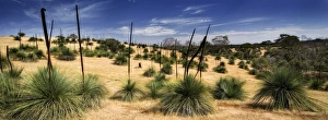 Grass trees Kanagaroo Island South Australia Grass trees Kanagaroo Island South Australia