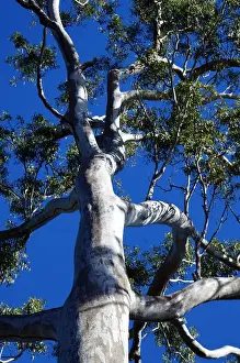Eucalyptus Tree Photos Prints: Gum tree