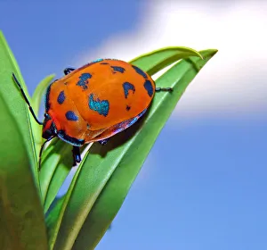 Harlequin Bug on a leaf with the sky in the backgr Harlequin Bug on a leaf with the sky in the backgr